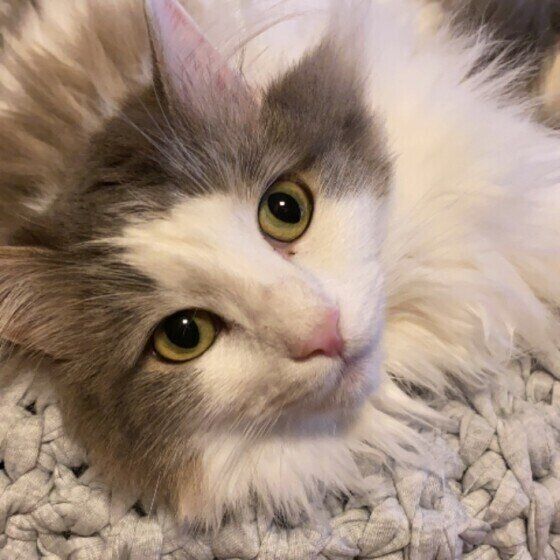 カメラ目線のノルウェージャンフォレストキャット