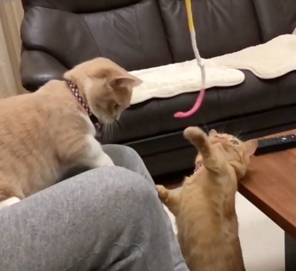 マンチカンのココちゃんとネネちゃん