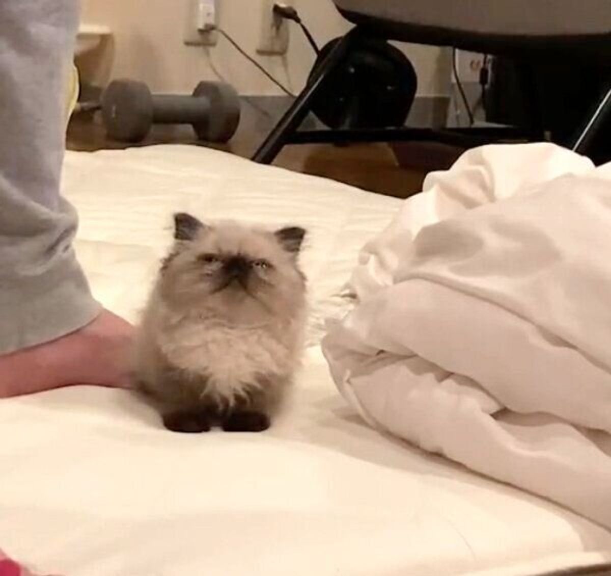 意味分からないくらい可愛い 生後約2カ月の眠たそうな子猫の姿に悶絶 ねこのきもちweb Magazine 意味分からないくらい可愛い 生後約2カ月の眠たそうな子猫の姿に悶絶 ねこのきもちweb Magazine