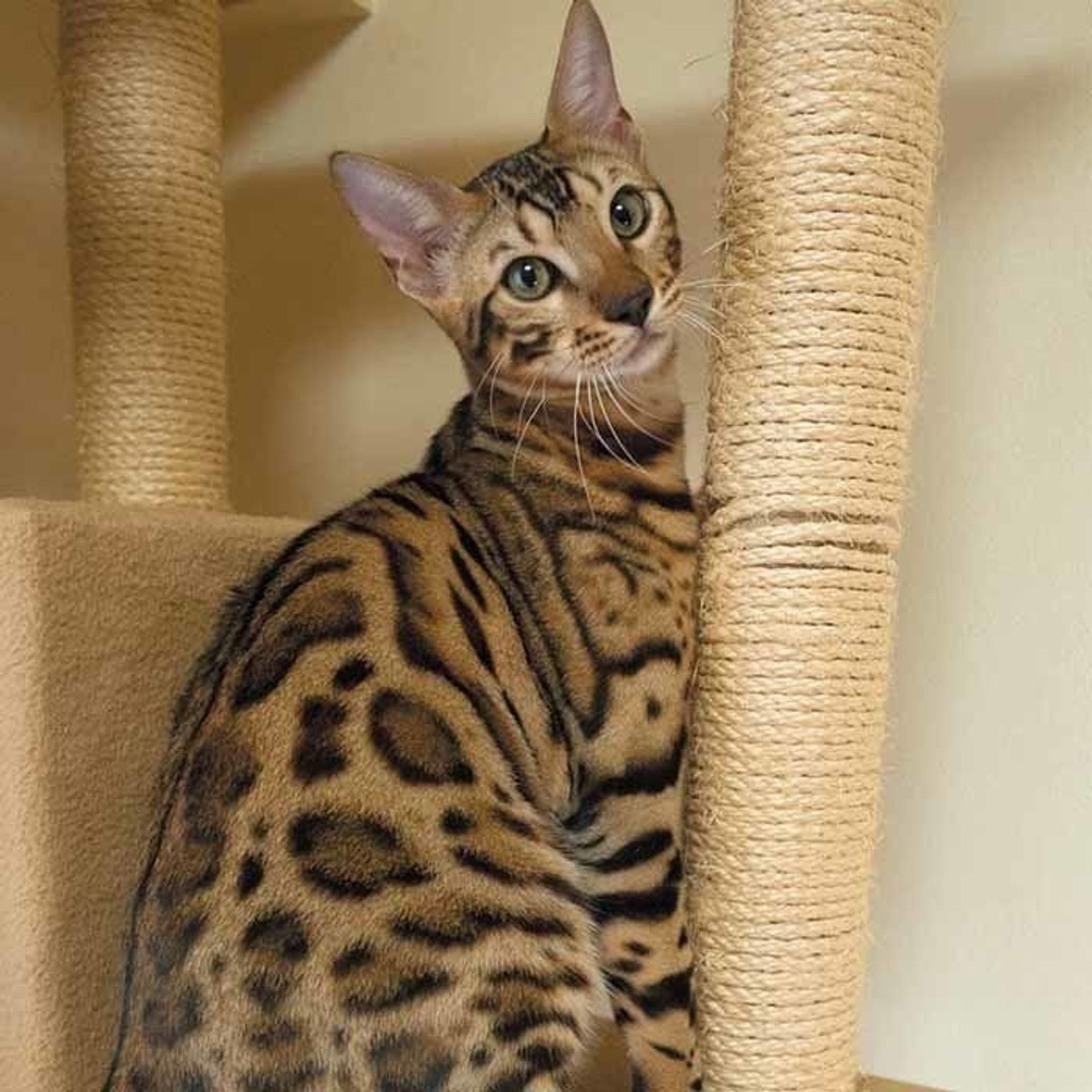 あの猫種の意外な出身地を知ってますか 名前から想像つかない猫種ご紹介 ねこのきもちweb Magazine あの猫種の意外な出身地を知ってますか 名前から想像つかない猫種ご紹介 ねこのきもちweb Magazine