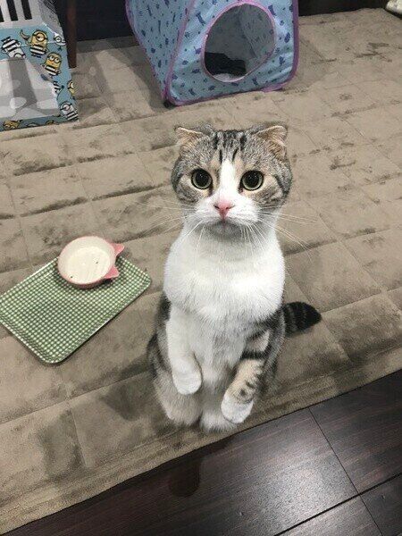 ベージュのラグマットの上にたつmeiちゃん