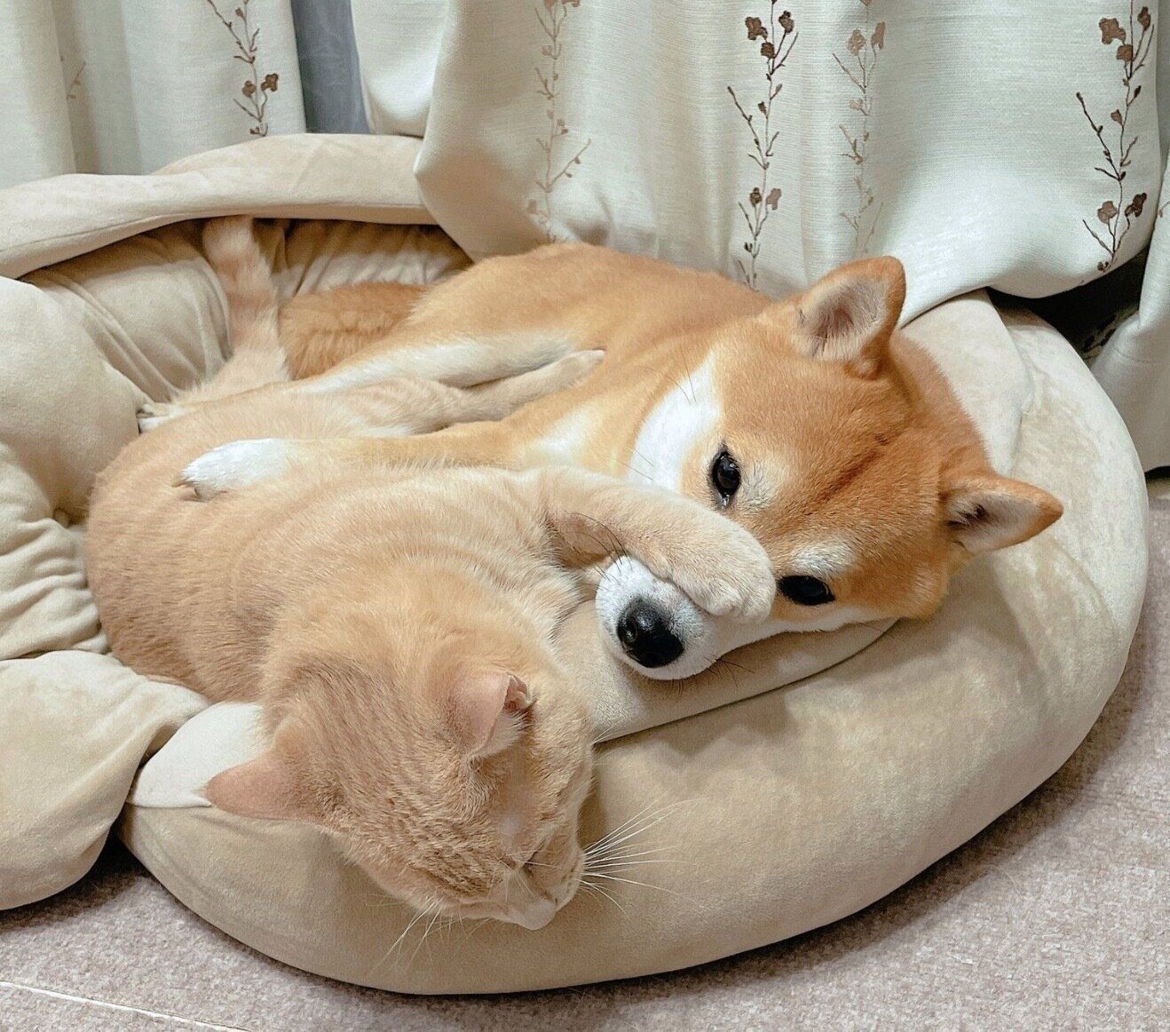 仲良くまったりするきんぴらくん、おかかくん