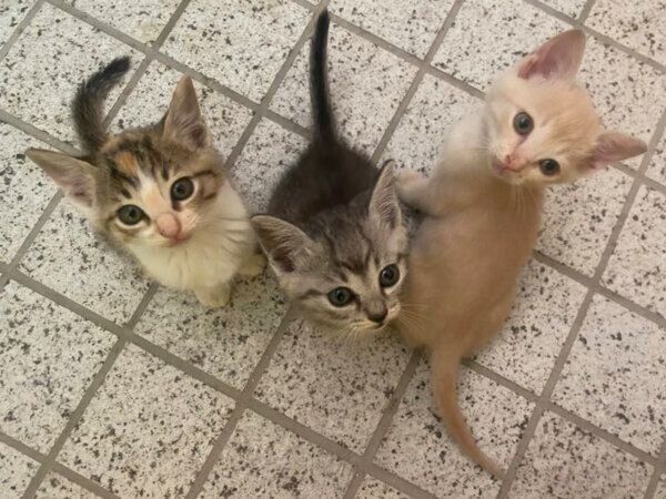 出会ったときのととまるくん、はんみちゃん