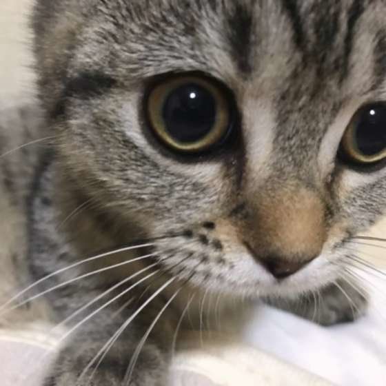 まんまるお目めのマンチカン