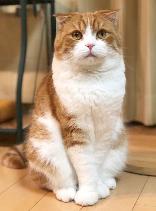 トイレに居座る猫