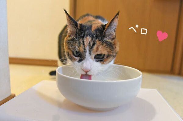 水を飲む猫