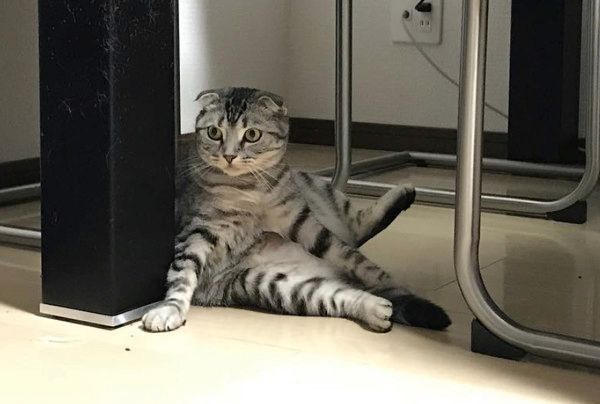 音楽にあわせてフミフミする猫