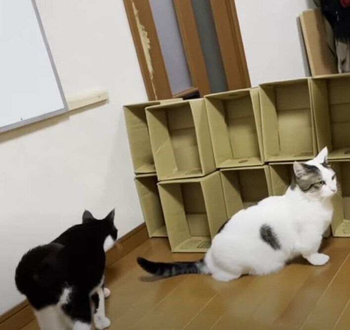 段ボール箱と猫