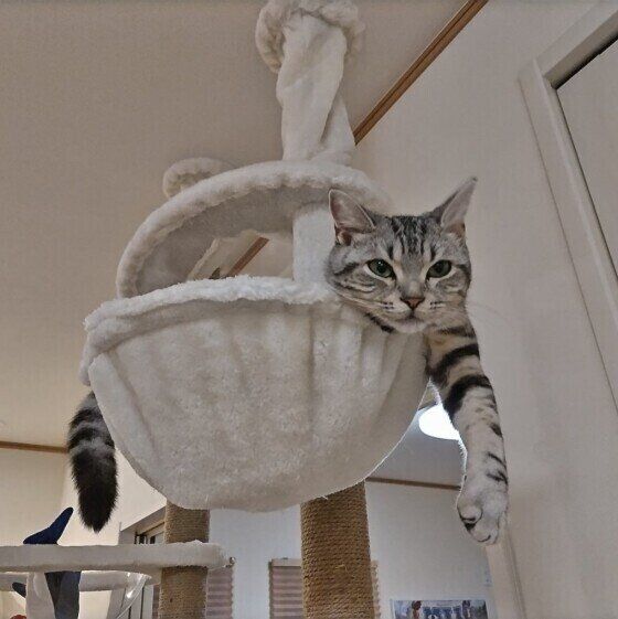 アメリカンショートヘアのありすちゃん