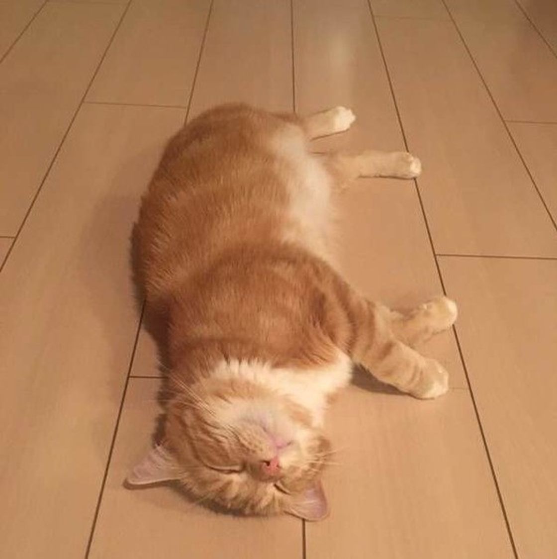 獣医師監修 猫が寝言を言うのは夢を見ているから 鳴き声別で解説 ねこのきもちweb Magazine 獣医師監修 猫が寝言を言うのは夢を見ているから 鳴き声別で解説 ねこのきもちweb Magazine