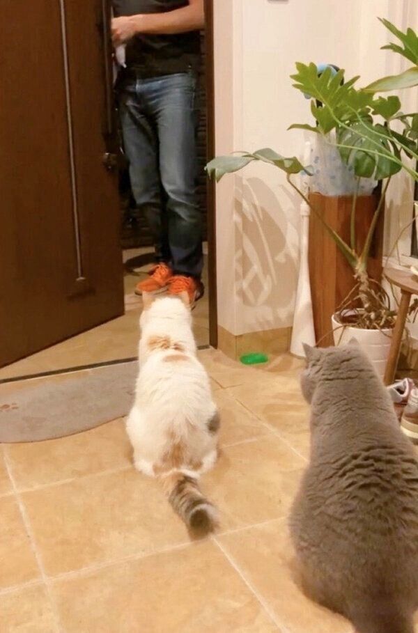 パパさんと対面したポッケくん、ニットちゃん