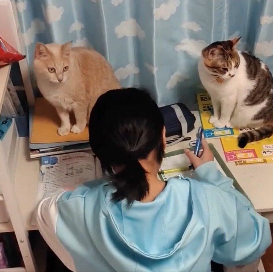 テスト勉強中の娘さんを見守る猫たち