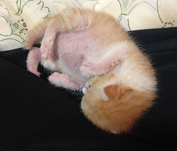 生まれたばかりの虎徹くん