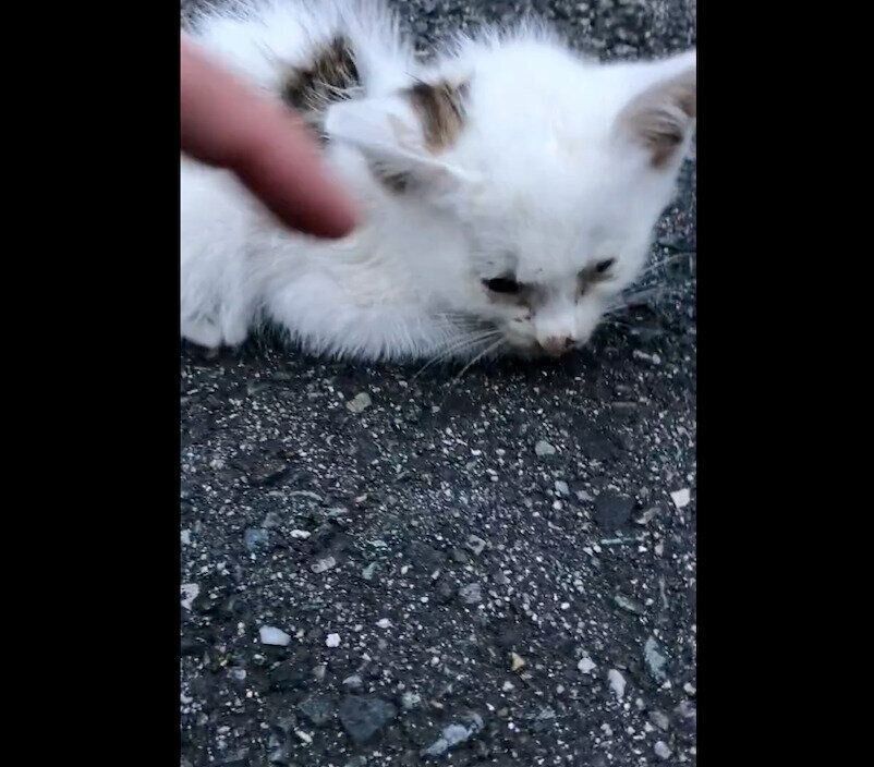 保護当時のこめくん