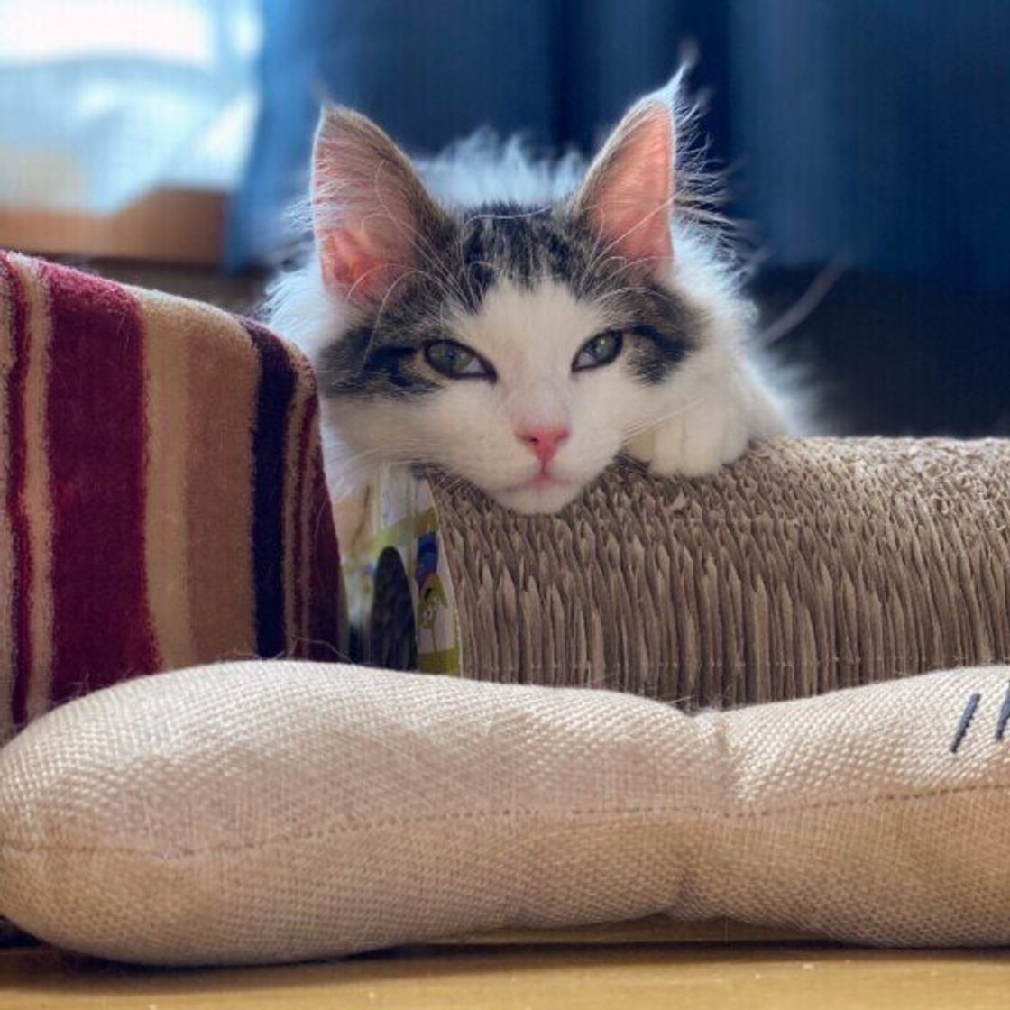 ふわふわな毛並みが美しい 神話にも登場する猫 ノルウェージャンフォレストキャット ねこのきもちweb Magazine ふわふわな毛並みが美しい 神話にも登場する猫 ノルウェージャンフォレストキャット ねこのきもちweb Magazine