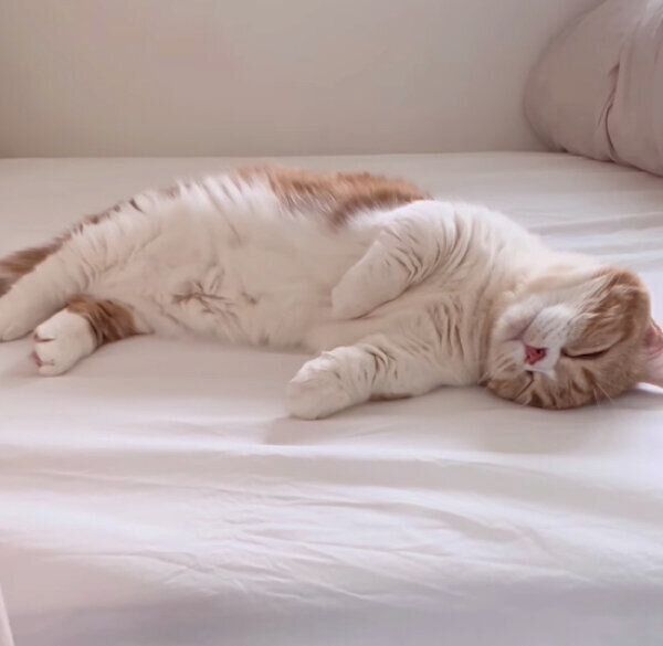 娘さんのベッドでくつろぐ、ころんちゃん