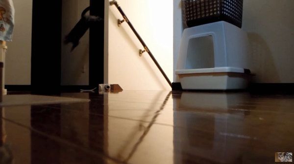 ジャンプする猫