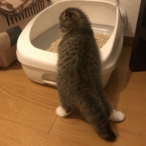 トイレをするスコティッシュフォールド