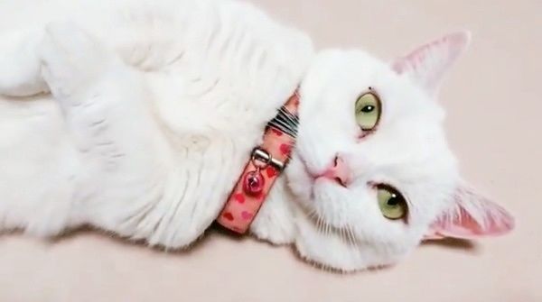 脱力するマンチカン