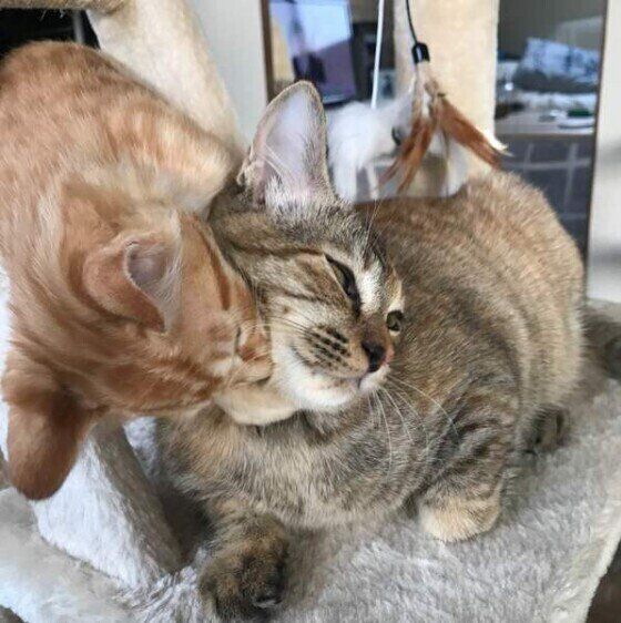 すりすりする猫たち（メインクーン、オス）