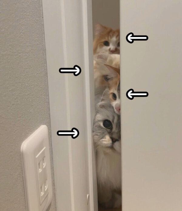 出待ちする猫たち