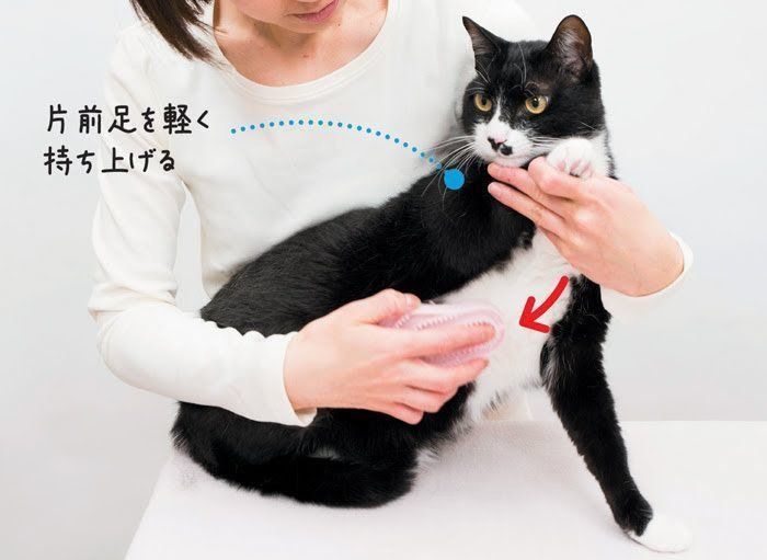 ブラッシング手順2