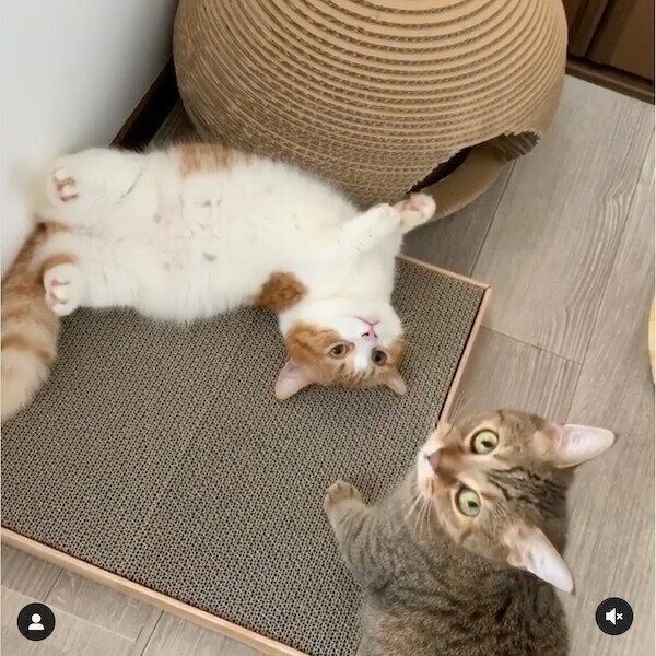 仲良しな茶葉ちゃんと茶太くん