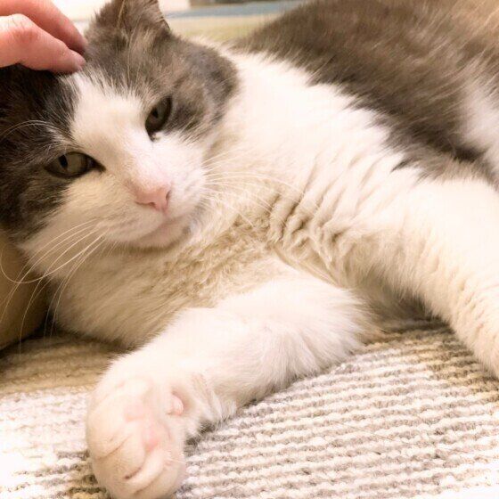 MIX黒×白のみー子ちゃん