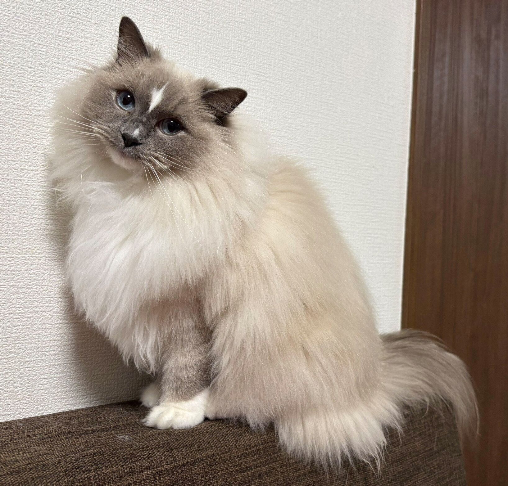 ソファの背もたれが好きなカビちゃん