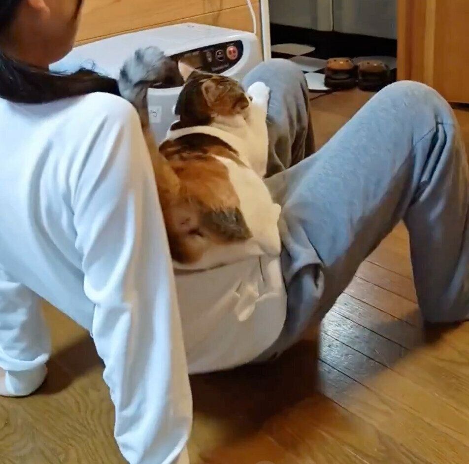 娘さんの膝の上に乗るテンちゃん