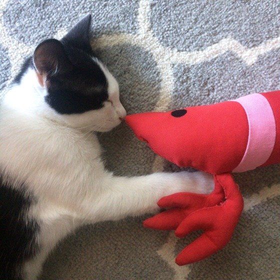 ぬいぐるみと寝る猫