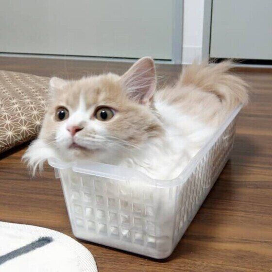 マンチカン・ロングヘアのマフィンちゃん