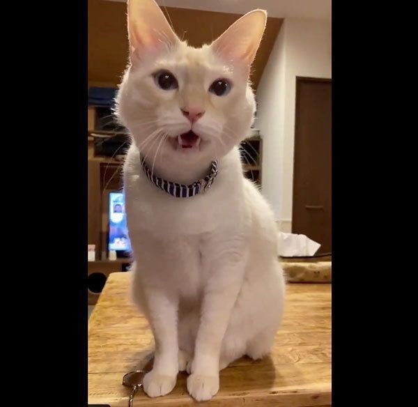 ワンワンと鳴くミレットちゃん