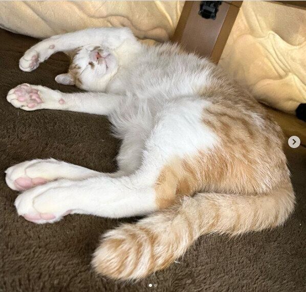 こたつの中でくつろいで眠る茶白のマロンくん