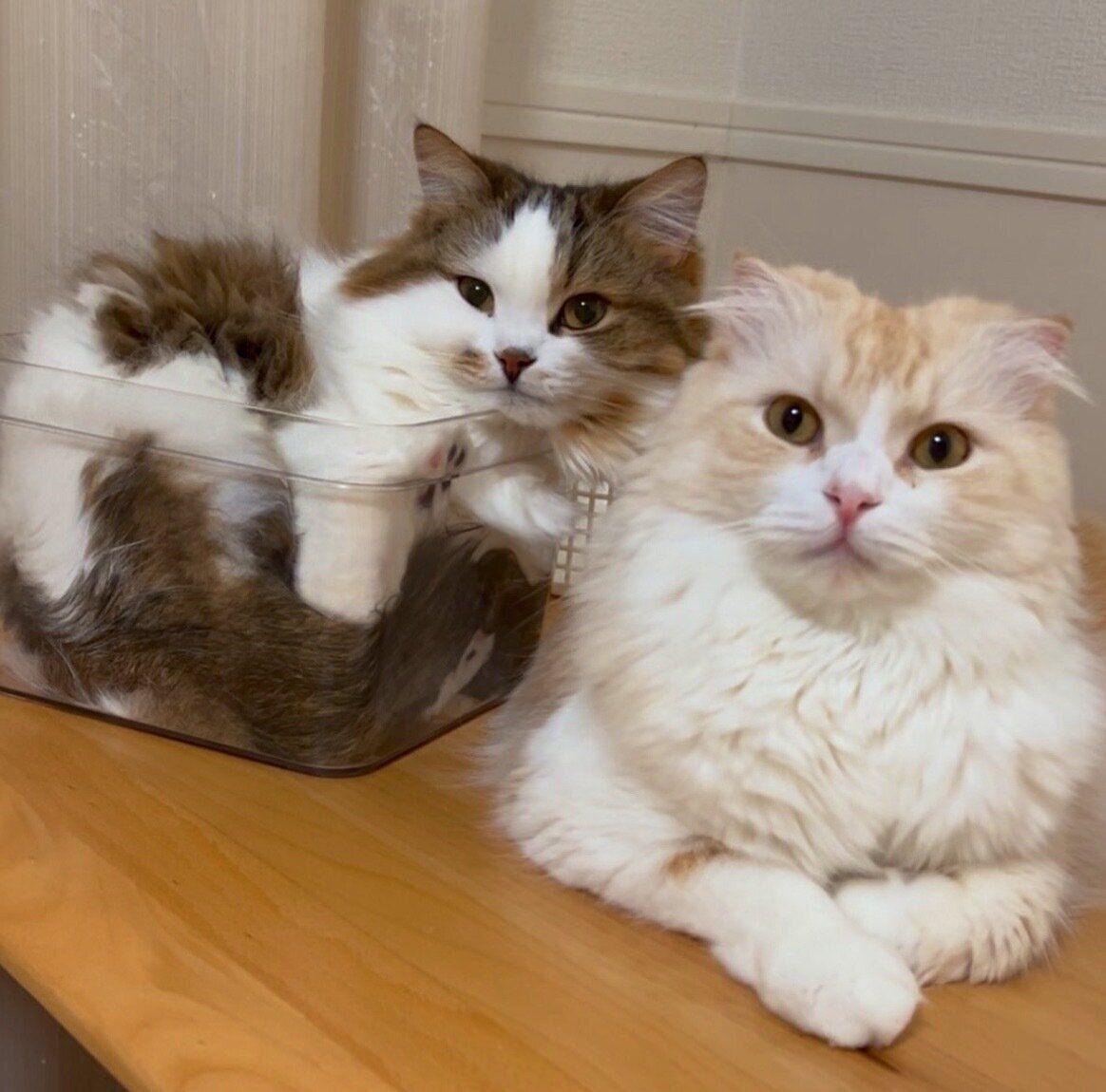 まったりするこむぎくん、あずきちくん