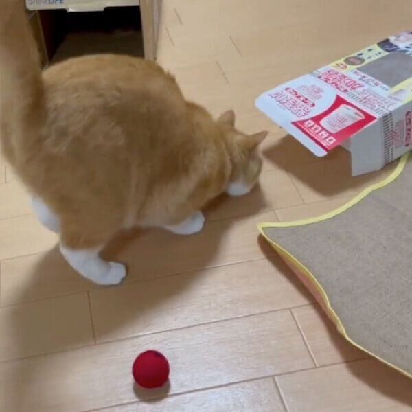 狙いを定めるさんてくん