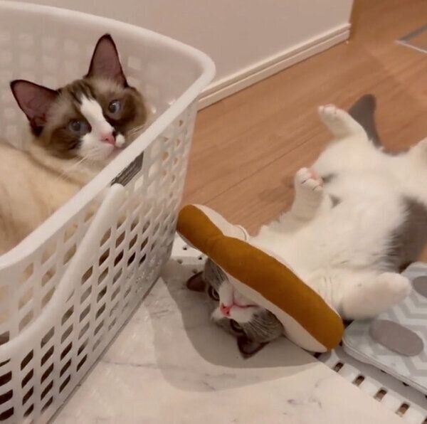 飼い主さんのことを出待ちするコテツくん、まるくん