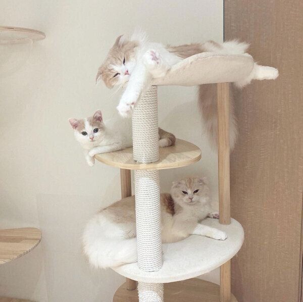 仲良くくつろぐみるくくん、くり丸くん、ミミちゃん