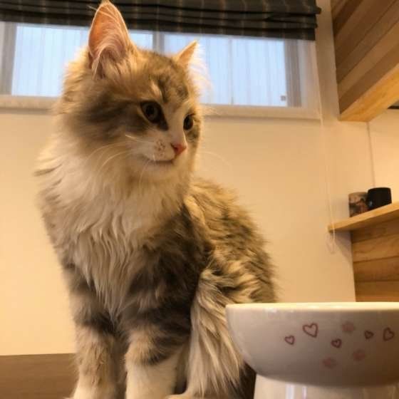 座るラガマフィン