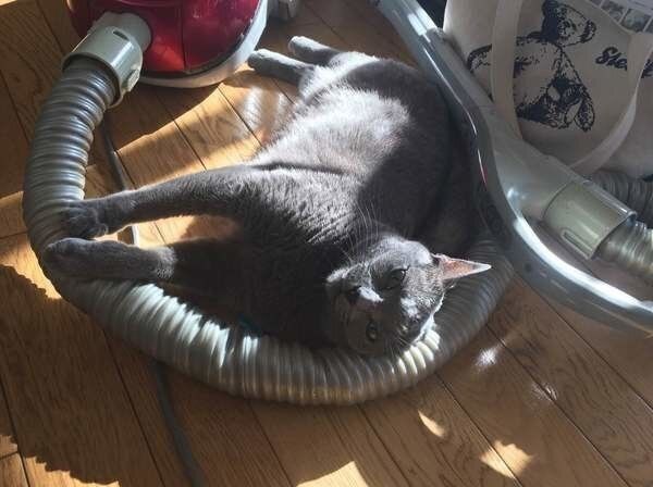 掃除機と猫
