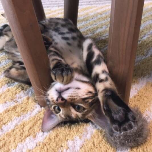 ヘソ天するベンガル