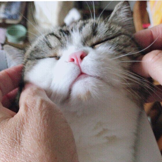 ブリティッシュ＆ペルシャ　かわいいポーズ