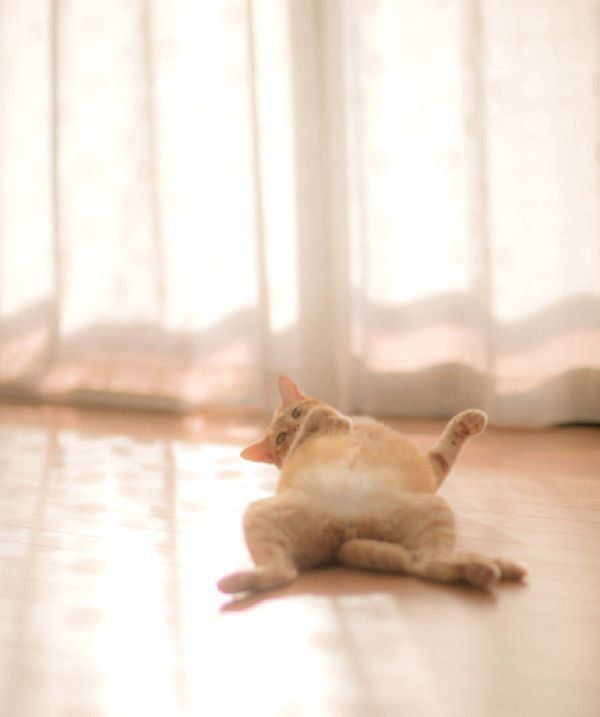 寝転がる茶トラ