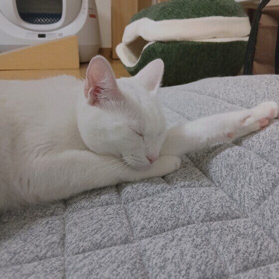 カーペットの上で寝る白猫