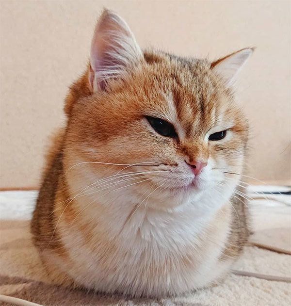 新入り猫のカイくん