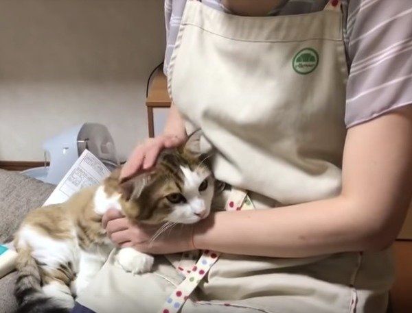 甘えるニャンコ