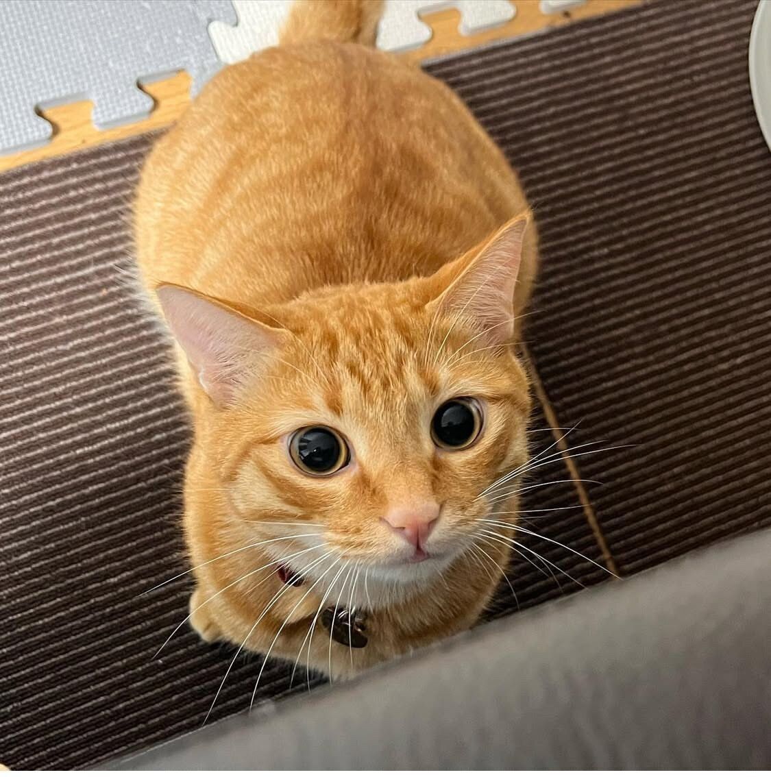 飼い主さんをじーっと見つめる虎吉くん。