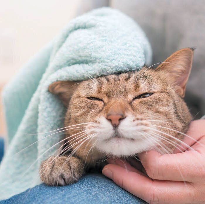 顔を拭かれている猫