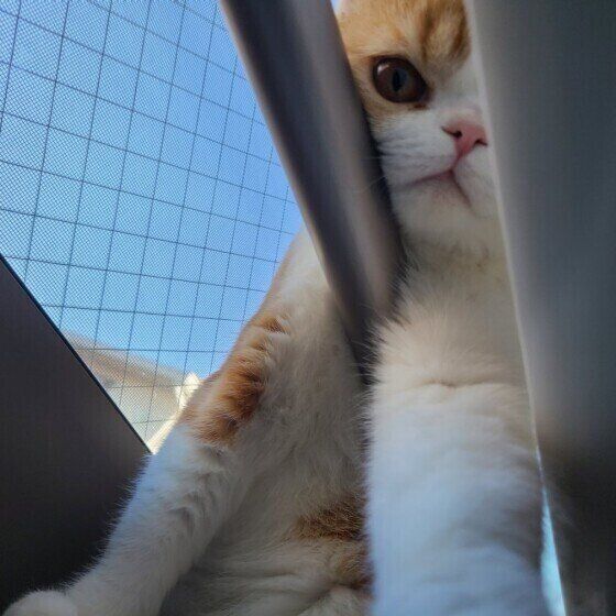 日向ぼっこ中のマンチカン