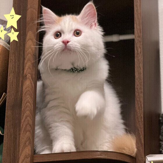 サイベリアンの雪丸くん